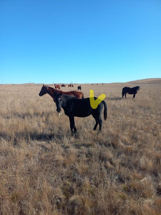 Продам лошадь тай полутяж