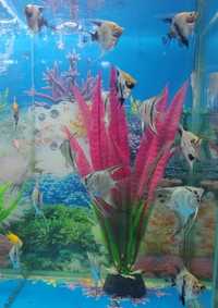 Скалярии аквариумные рыбки