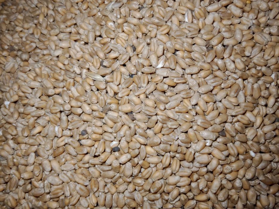 Пшеница    сухая