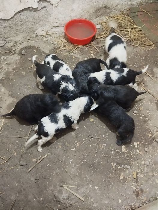 Домашние жывотные