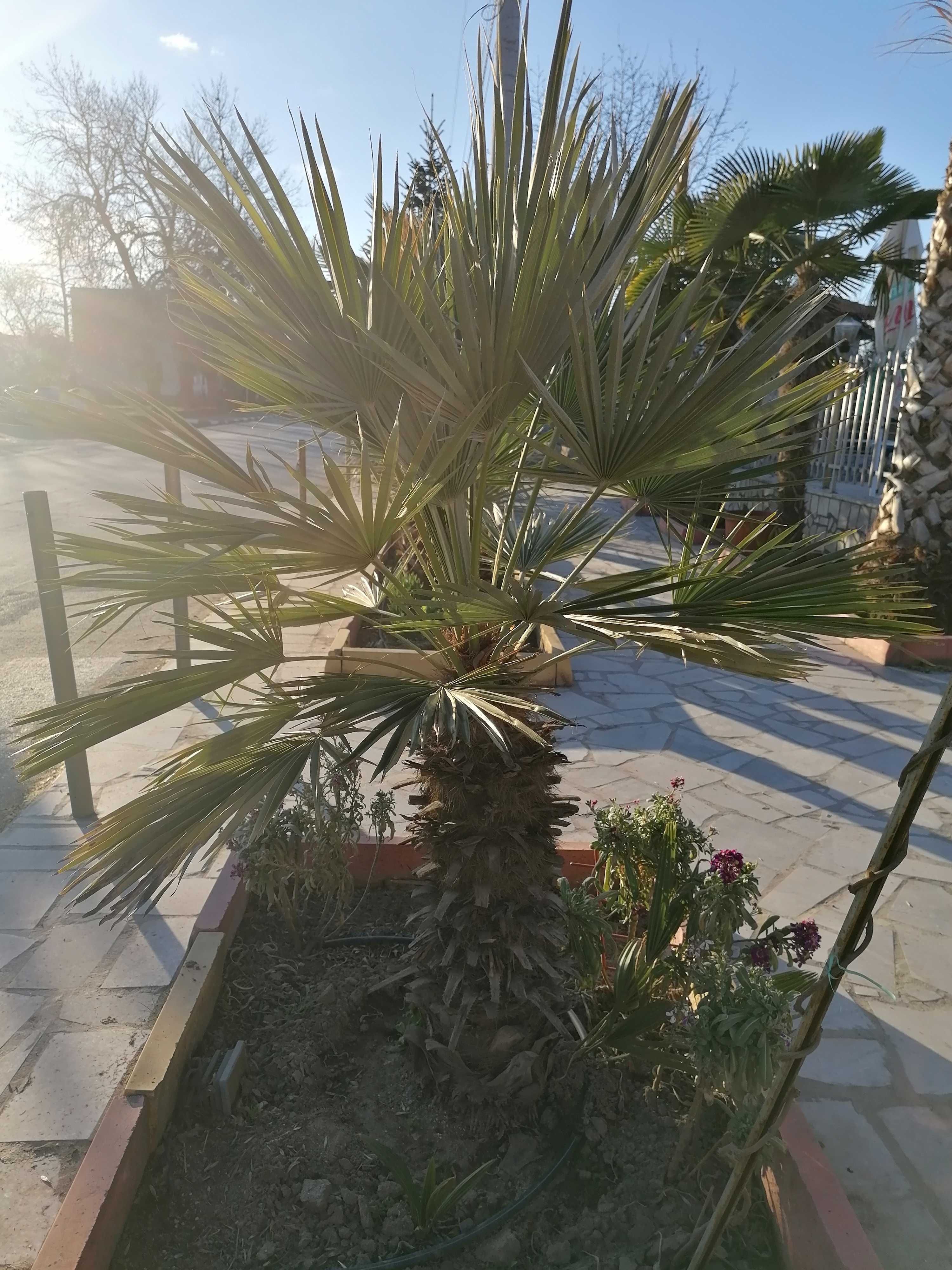 plante flori  palmieri Trachycarpus 120-170cm Trimitem prin curier
