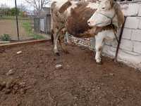 Vind vacă bălțată românească