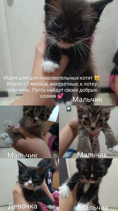 Котята домашние 2 месяца