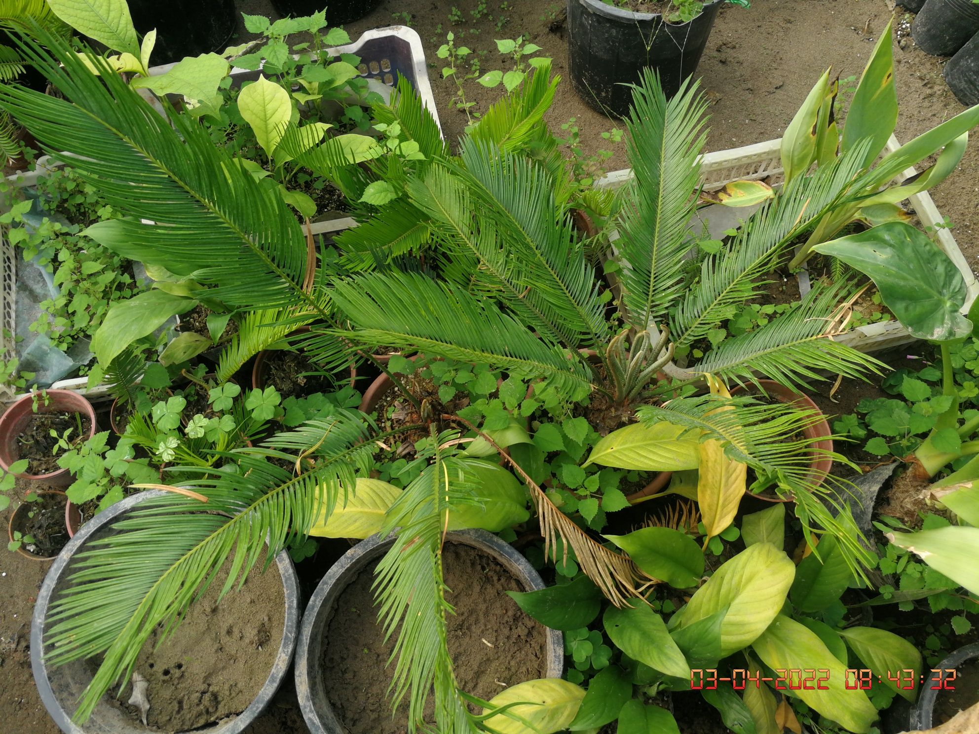 Cycas revoluta Hona gullari Цикас поникающий комнатная растения