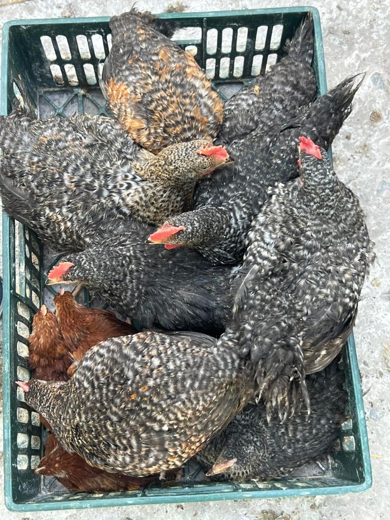 Vindem pui albi și rasa mixta