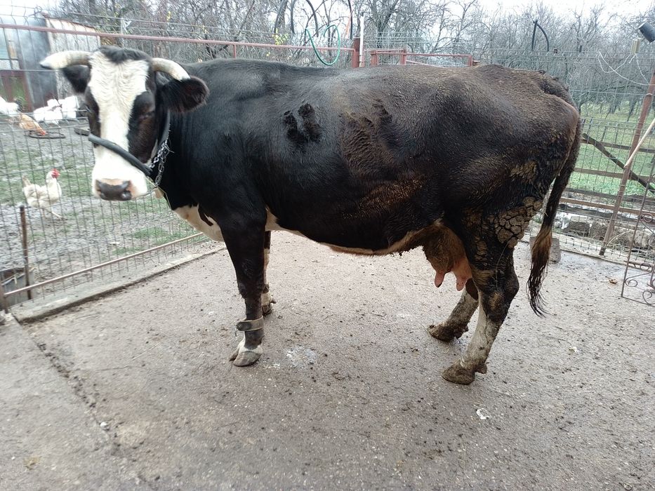 Vind vacă brună românească