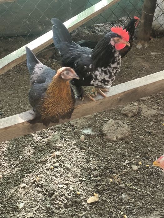 Vând găini și cocosi rasa pitica