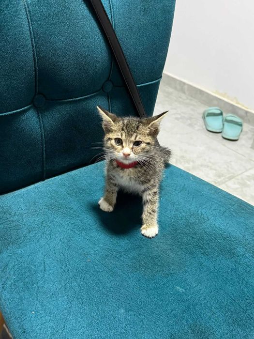 Vand Puiut Pisica American ShortHair