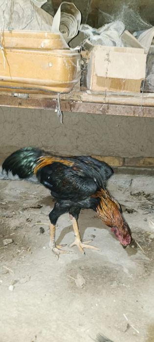 Жужалар сотилади