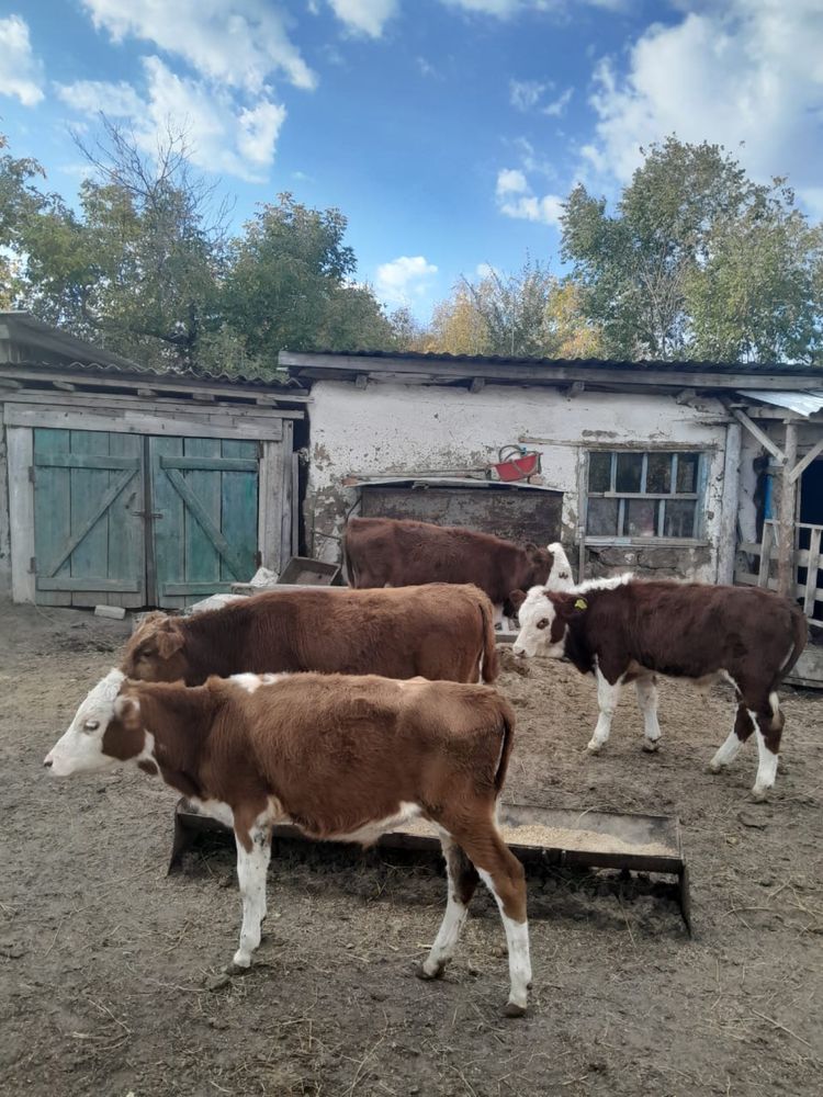 ПРОДАМ 4 Бычка и  1 телочку ОТ 5 до 7 мес
