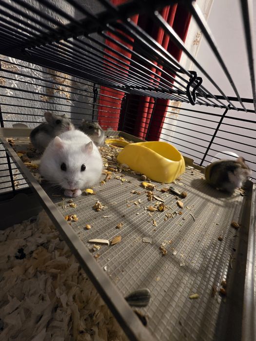 Vand 4pui de hamster pitic cu mamalor+Cusca