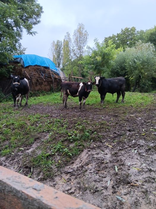 De vânzare viței