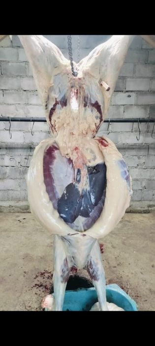 Тай откормнан 30 бас