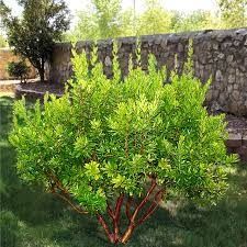 Ягодово дърво/Arbutus unedo (кумарка)