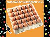 Инкубационные яйца бройлера чистые ОПТОМ свежие ИЯ14