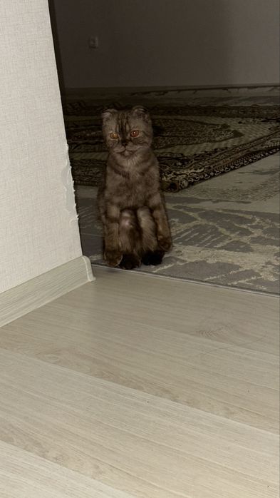 Шатланская мысык акылды барлыгын туснеді