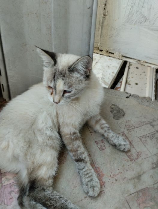 Помогите кошке, осталась после соседей