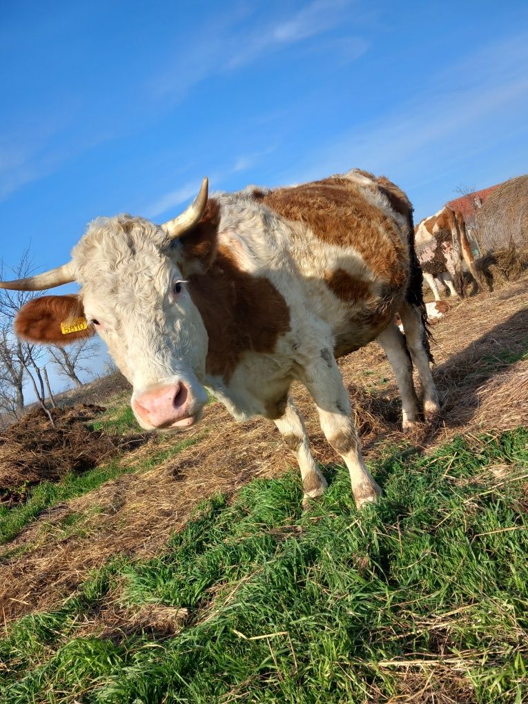 Vand vaci bălțate românești si un taur Metis
