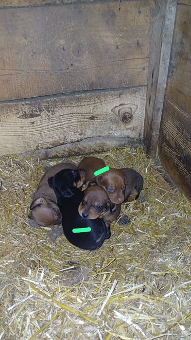 продам щенят таксы чисто кровные