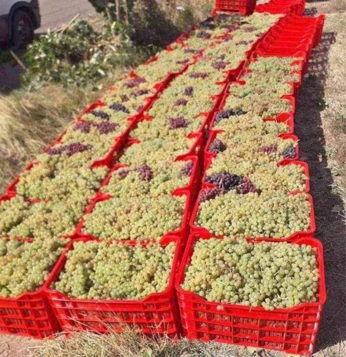 struguri de vin Vrancea 2025