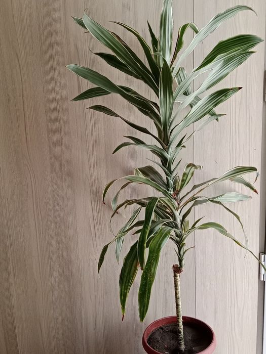 Продам комнатные растения