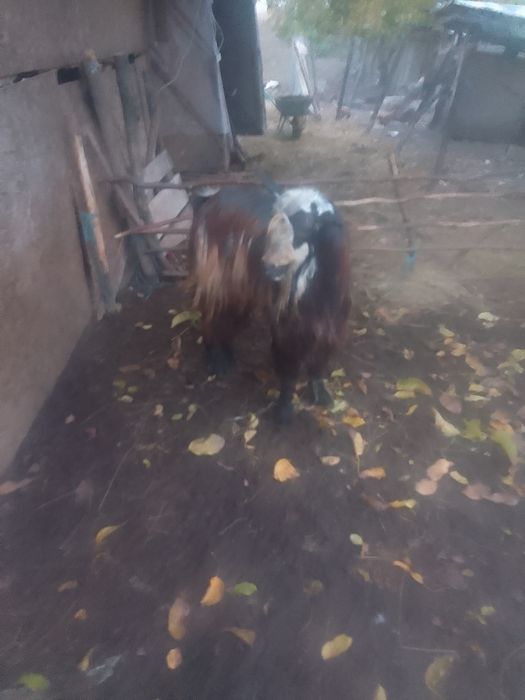 Ţap  de vânzare  din  mamă  zanen  şi tată  metis de alpin Francez