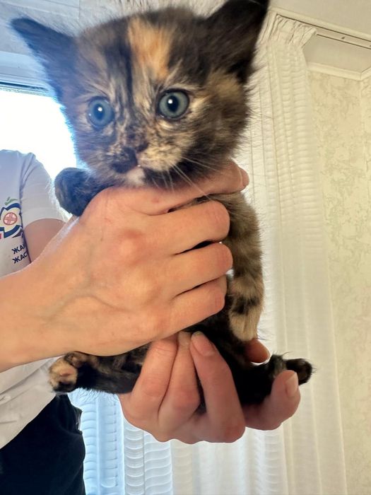 Милый котёнок,ждёт новый дом