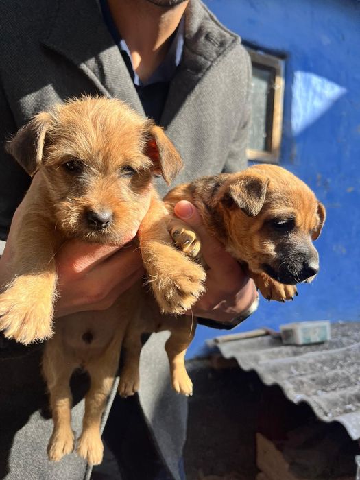 Donez căței talie mică