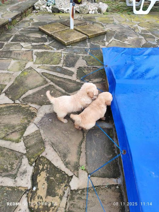 Голдън Ретривър..