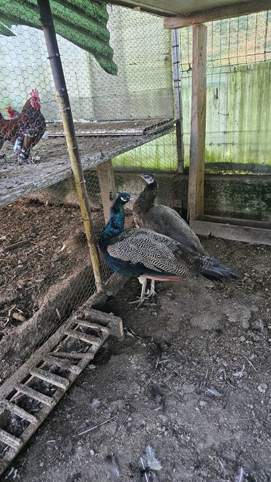 Schimb cu brahna familie sau cochincila urias