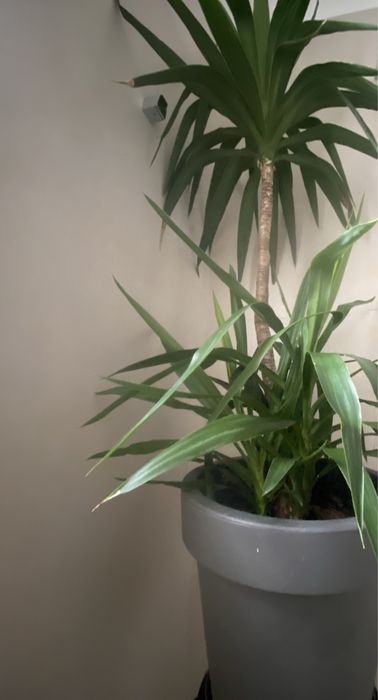 Yucca 1, 75 cm, cu 2 pui, cu tot cu glastra