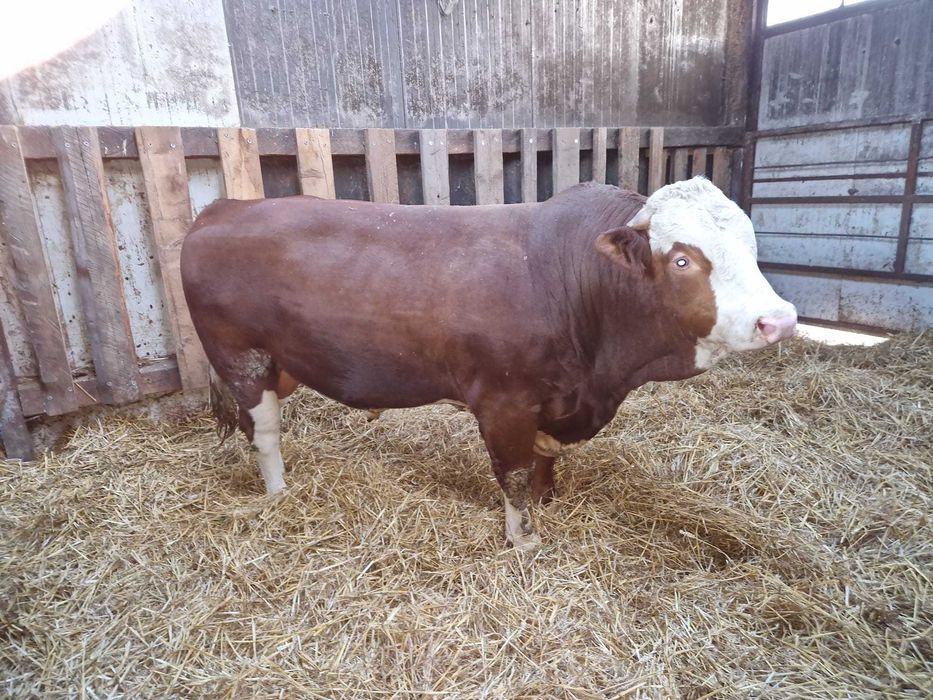 Taur cu certificat origine, fãrã certificat de origine