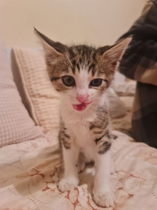 Подаряваме коте на 40 дни