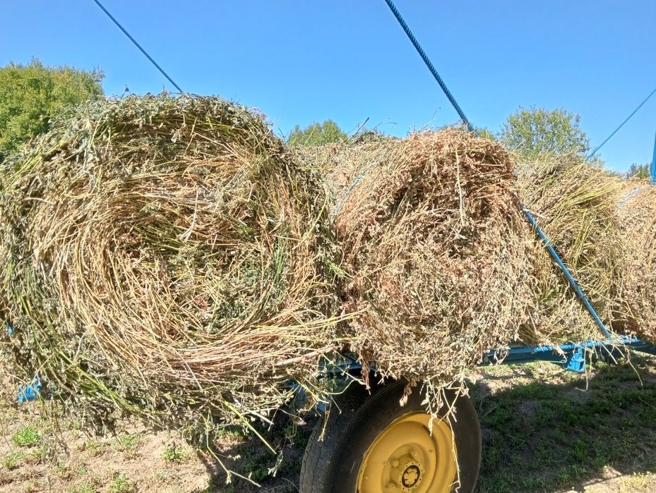 Balotii de Lucerna Vanzare 60 lei Balotul