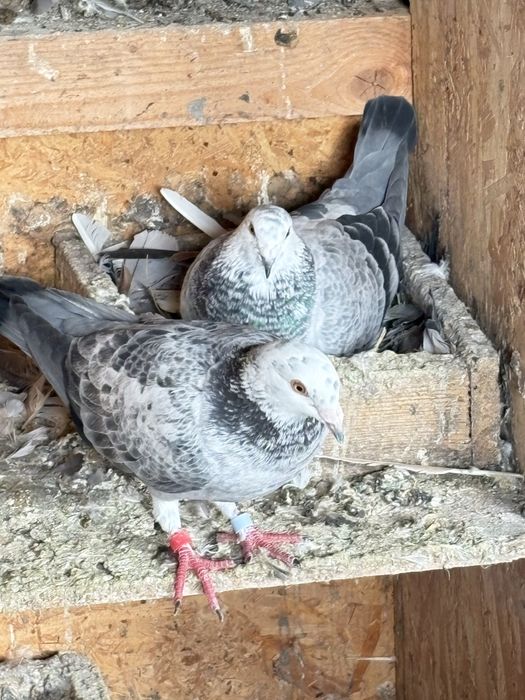 Vand o pereche de porumbei