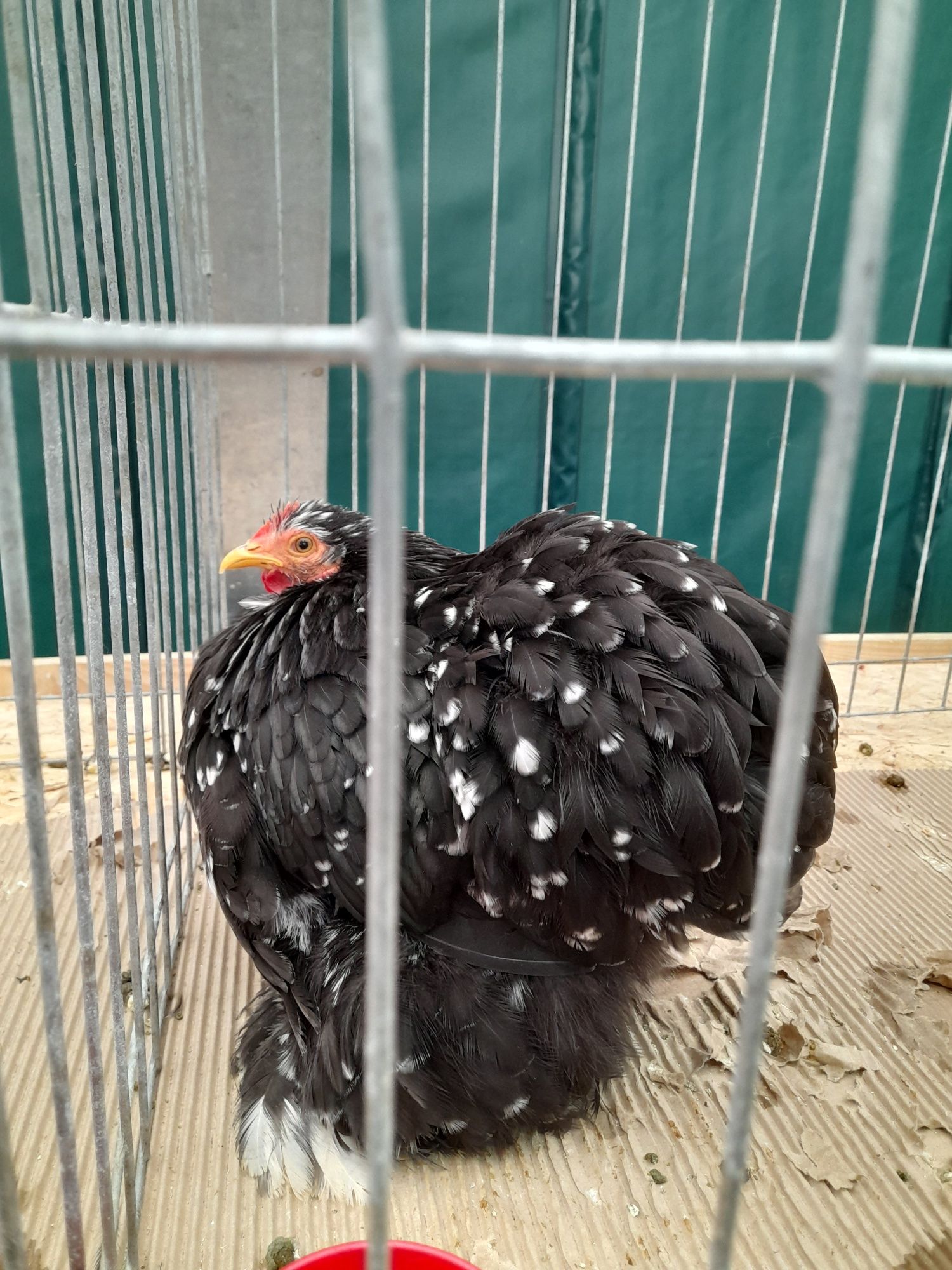 Ouă și pui Cochinchina Pitic negru bobat și porțelan, Mii de Flori Por