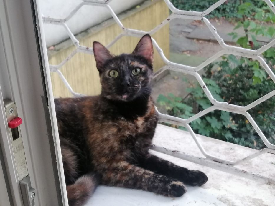 Donatie pisoi cuplu mama + un pui