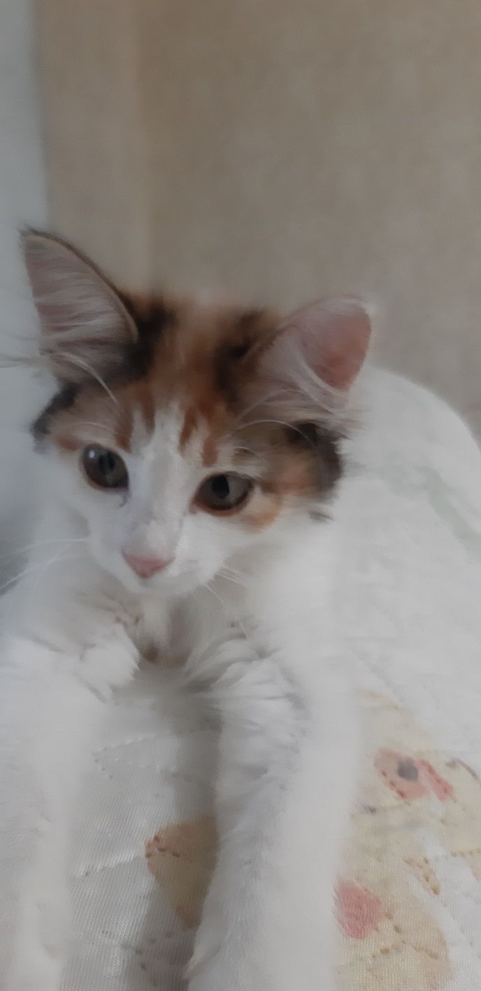 Котенок девочка,в добрые руки.К лотку приучена.