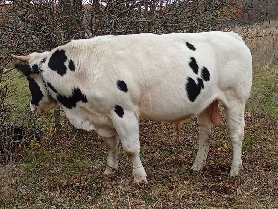 Taure de vânzare,90 de milioane negociabil