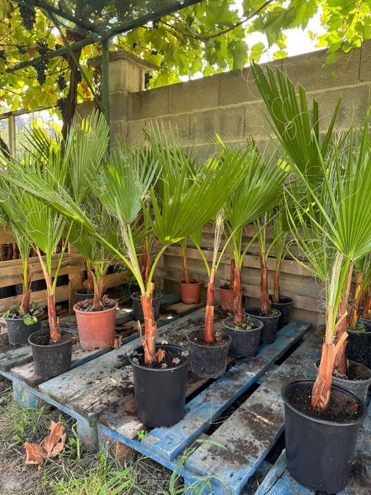 Палми Вашингтония ( Washingtonia ) - Цена 15.90лв