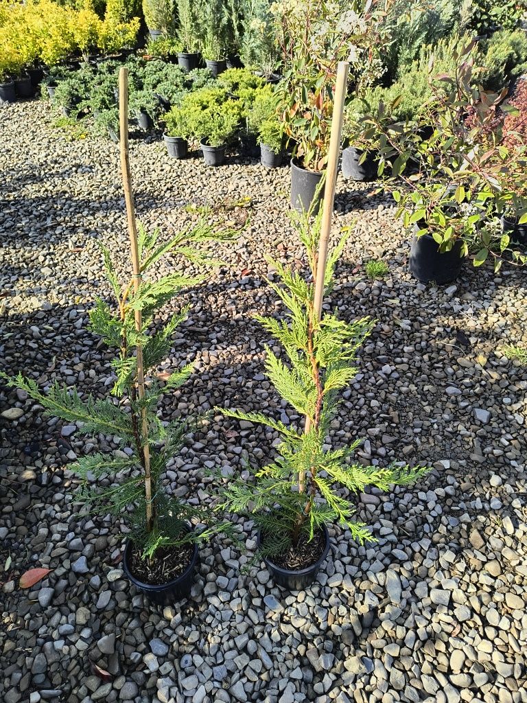 Leylandii 30 cm -250 cm gard viu