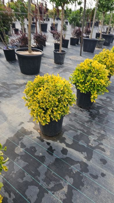 Euonymus japonicus- Ilex pe tija - Photinia red robin-