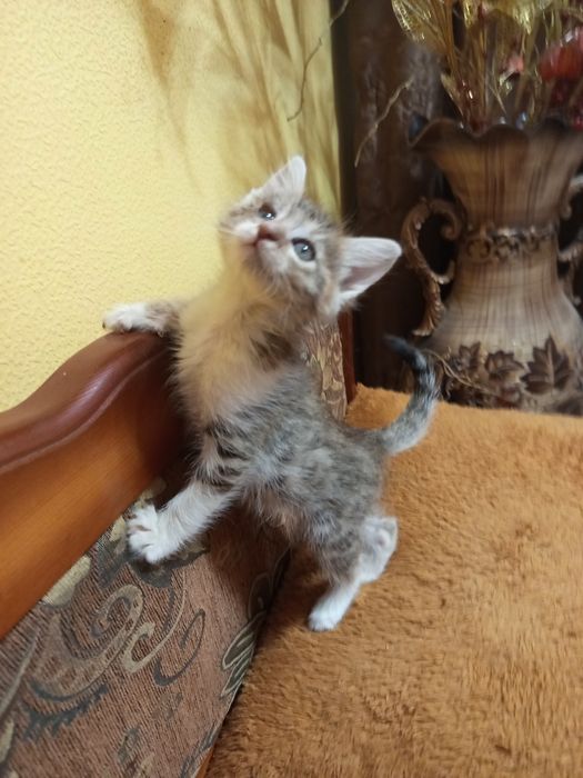Отдам котят в хорошие руки