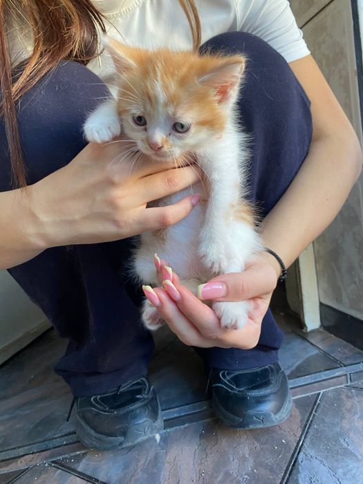 Подарявам 4 страхотни котенца.