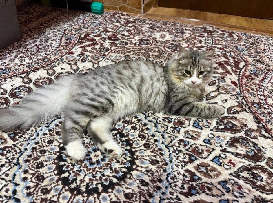 Zotdor Turk angorasi 
7 oylik ogil Bola
Ogir bosiq
Latok