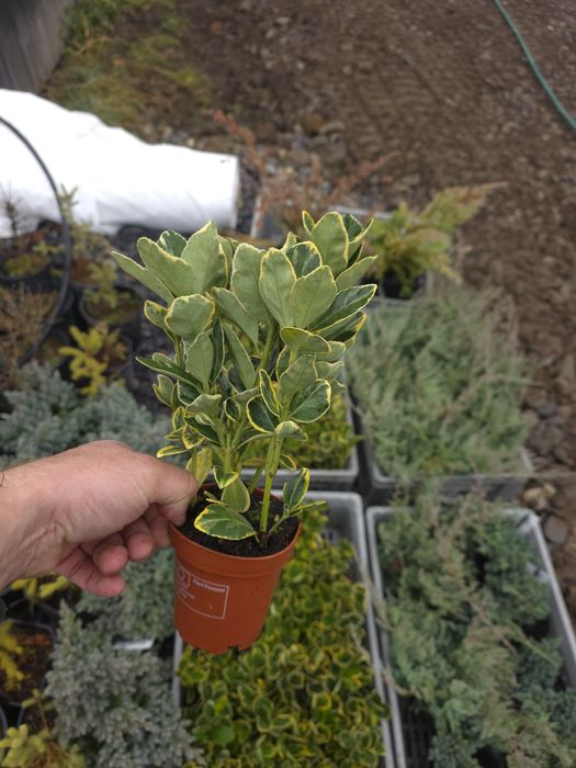 Eunymus japonicus aureomarginatus