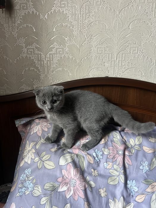 Очаровательная малышка скоттиш фолд — ждёт добрые руки
