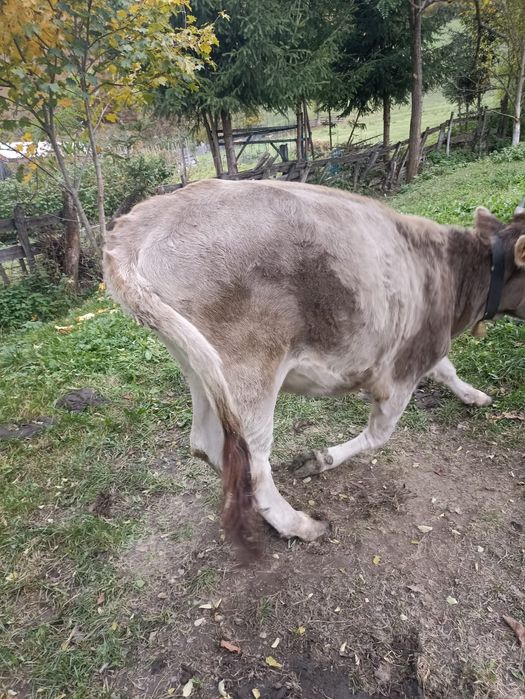 Vând juninci viu sau carcasă