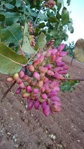 Fistic (Diferite Soiuri )