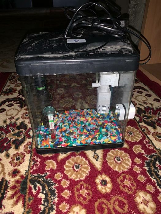 10 litrli akuarium